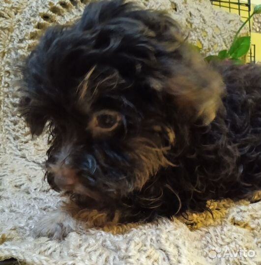 Йоркширский терьер