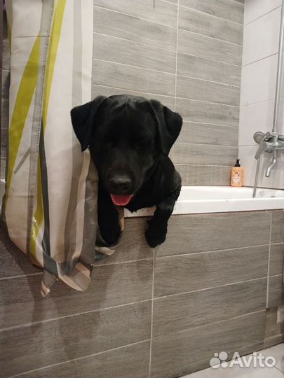 Отдам в добрые руки лабрадора