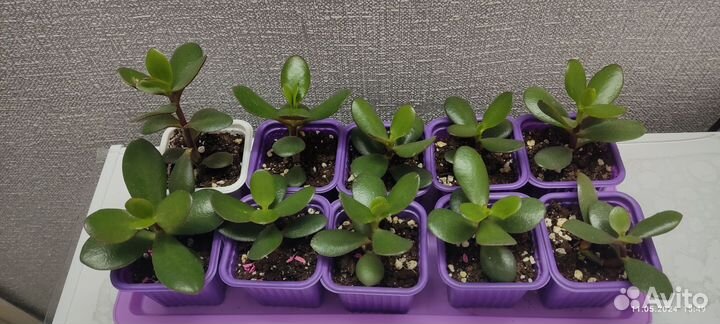 Толстянка, алоэ