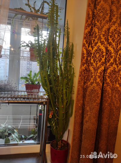 Молочай трехгранный