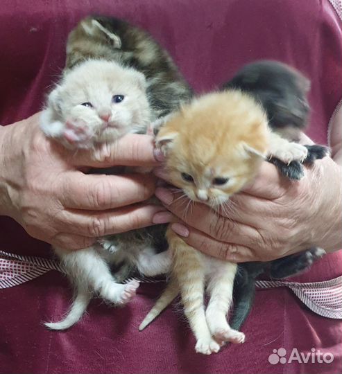 Котята в добрые руки 50р