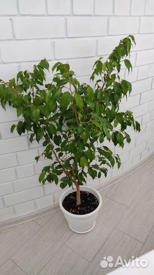 Фикус бенджамина большой