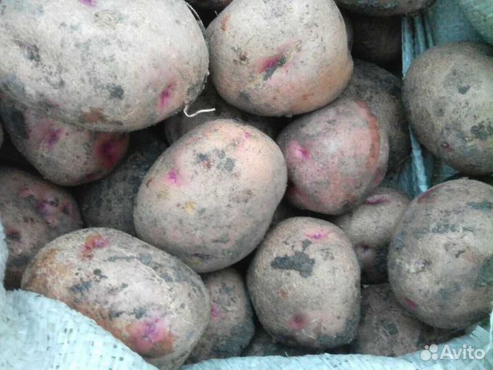Продам семенной картофель