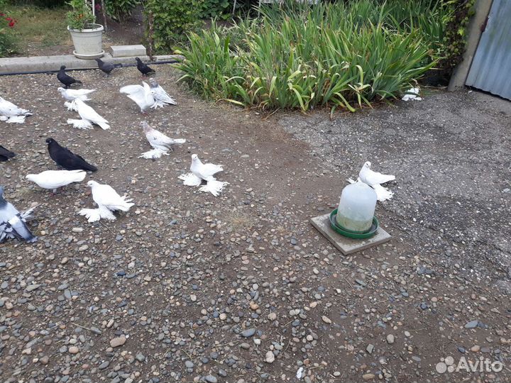 Продажа голубей