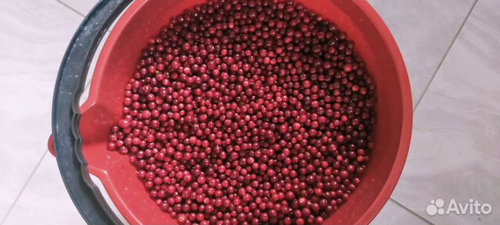 Брусника,черника