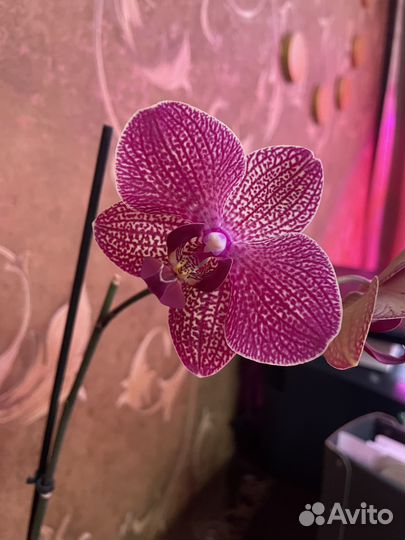 Продам орхидею