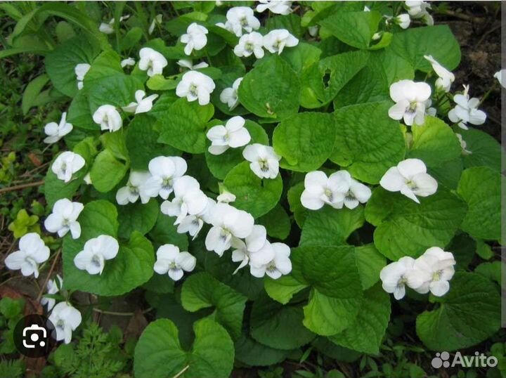 Многолетники садовые