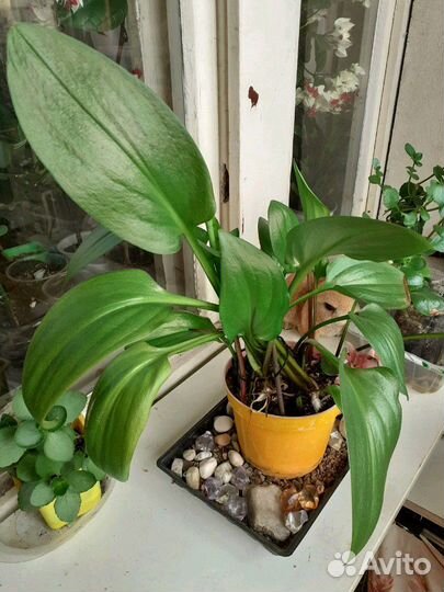 Дримиопсис