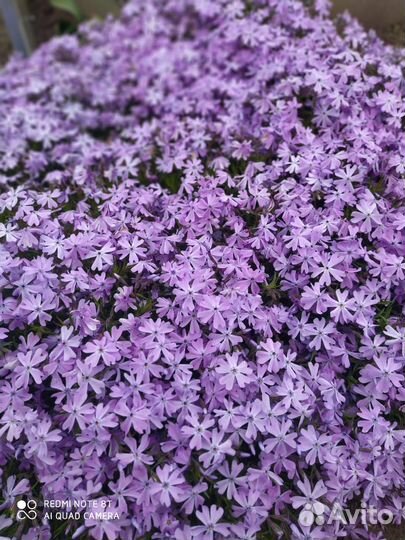 Многолетние садовые растения