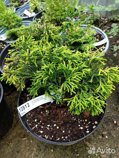 Кипарисовик тупой (Chamaecyparis obtusa)