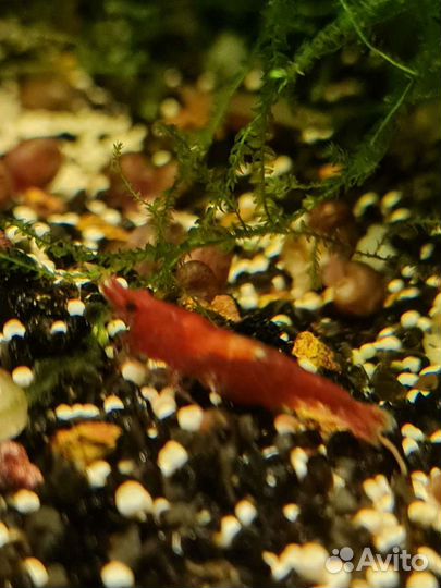 Аквариум Аquael на 60 литров