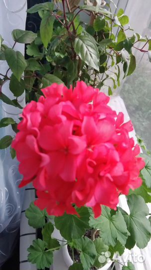 Пеларгония королевская, герани разные
