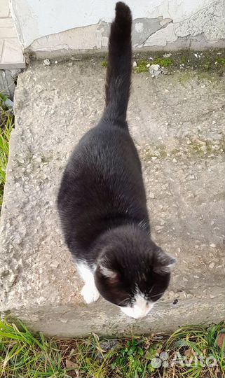 Кот в добрые руки