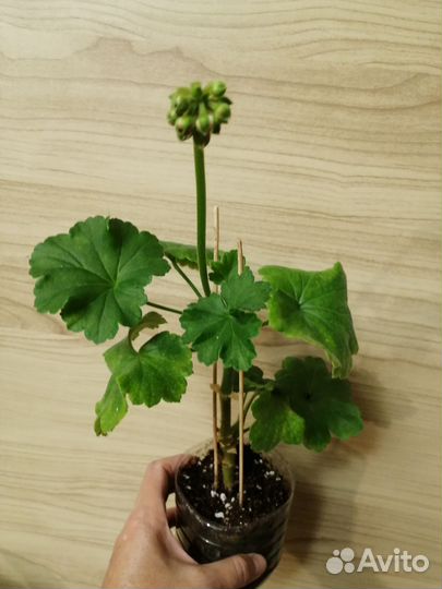 Герань Пеларгония Survivor Idols Rosalinda