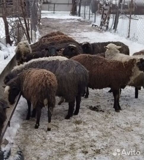 Овцы и бараны