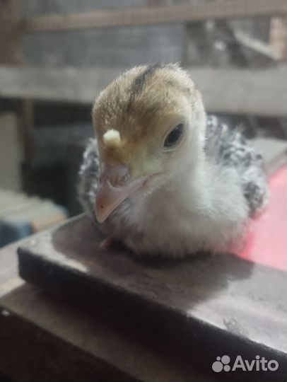 Индюшата, икубационное яйцо индюков