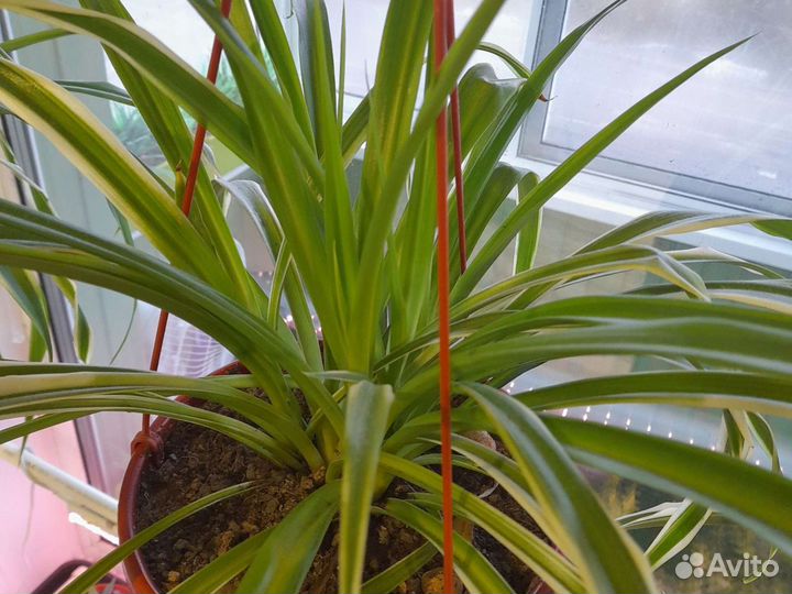 Хлорофитум