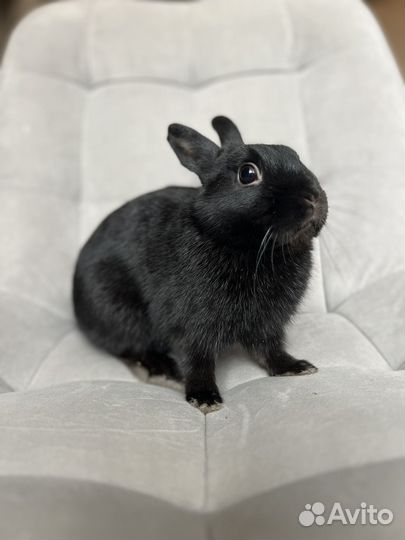 Декоративные кролики