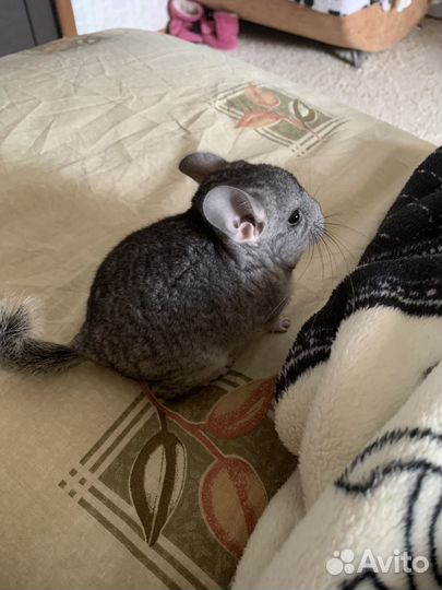 Милая Шиншилла стандарт