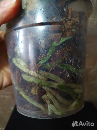 Орхидея фаленопсис