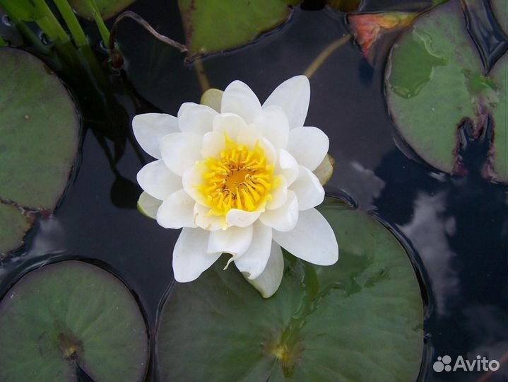 Нимфея Понтедерия Зебринус Рогоз