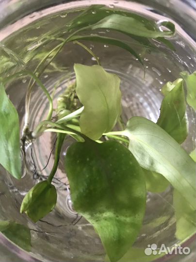 Водоросли для аквариума