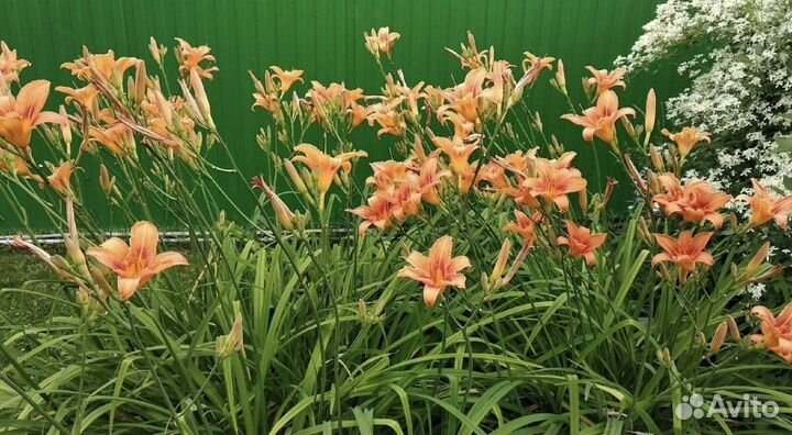 Лилейники и лилии