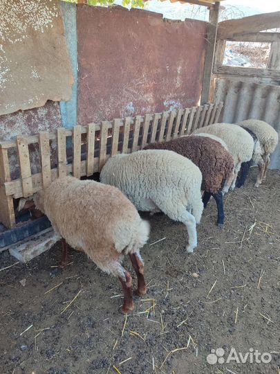 Телята Барашки