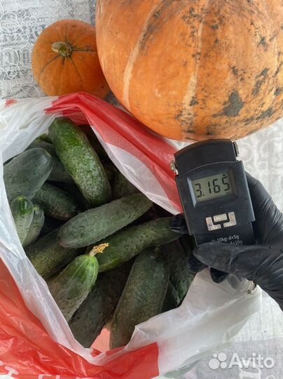 Огурцы свежие сегодня утром оборвала