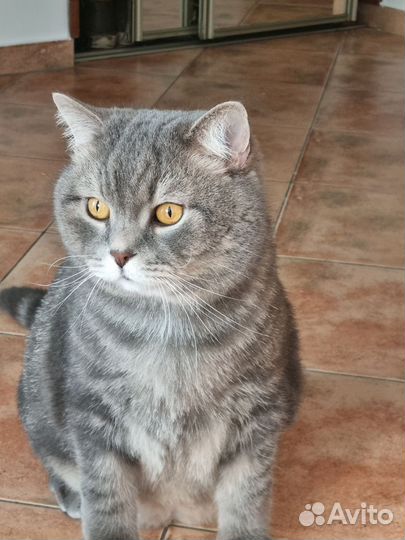 Отдам кота британца
