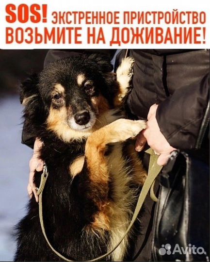 Собака в добрые руки