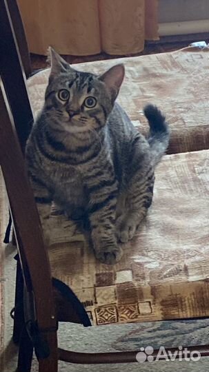 Потерялся кот