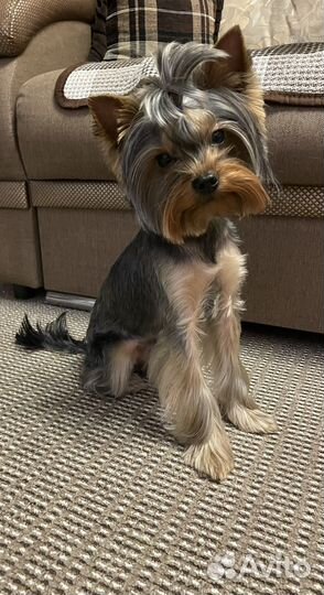 Кобель для вязки Йоркширский терьер