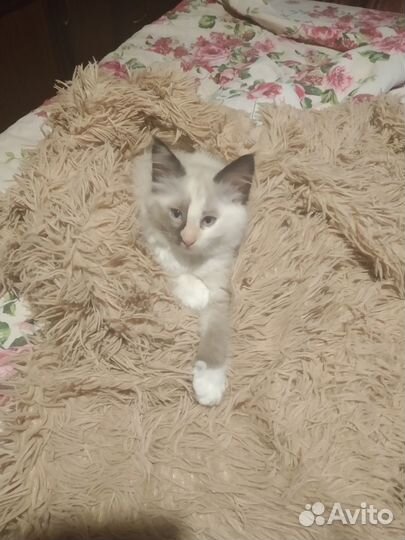 Нашлась кошка