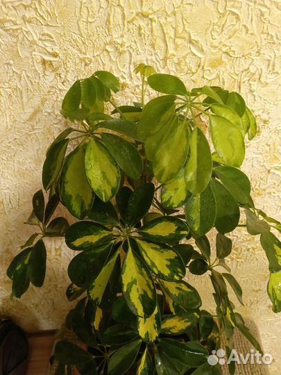 Шефлера вариегатная