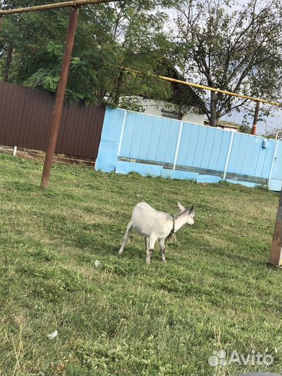 Кoзел и козы