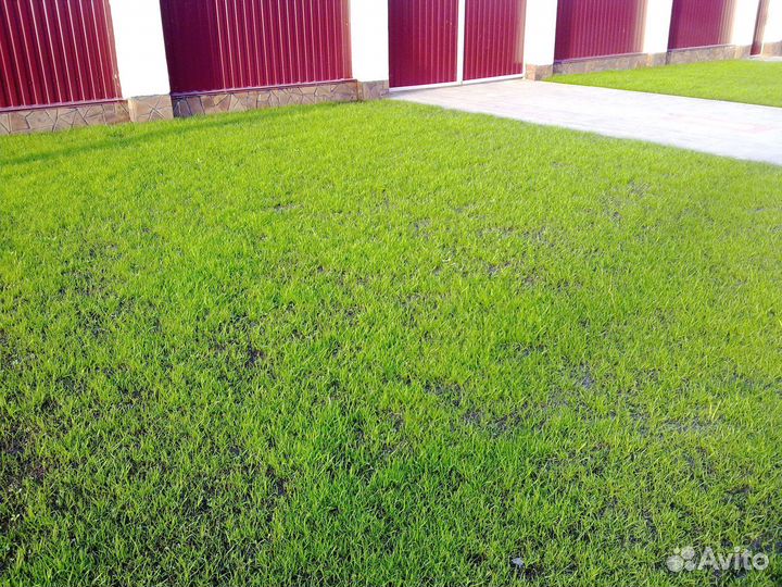 Газон посевной, посев газона