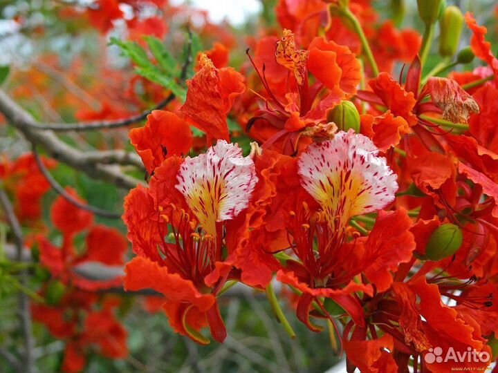 Делоникс Королевский