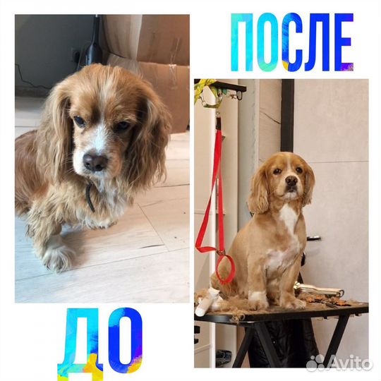 Грумер,стрижка собак