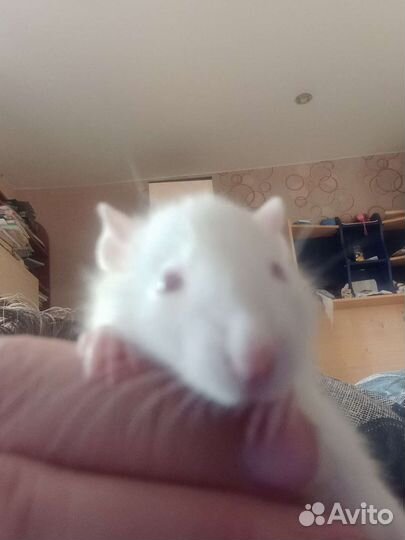 Домашние животные грызуны