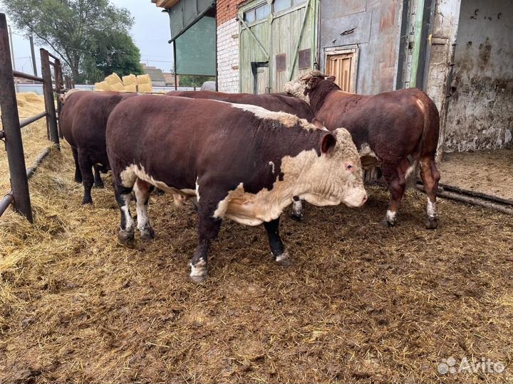 Быки герефорды на мясо 500+ кг
