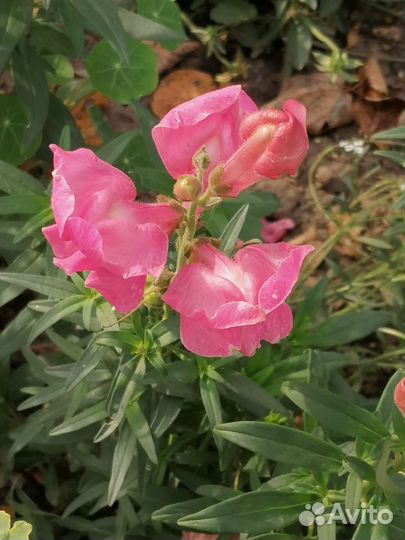 Львиный зев, монарда и др