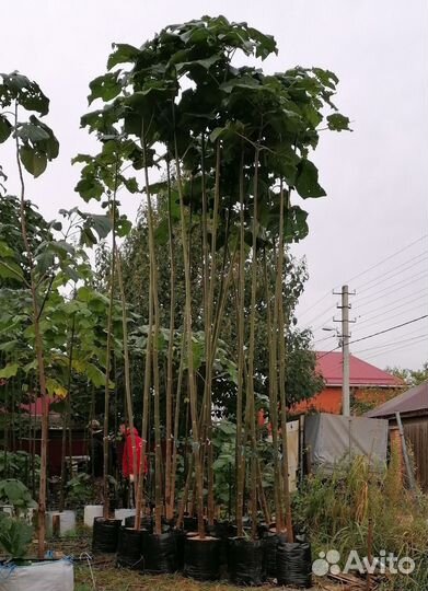 Саженцы павловния