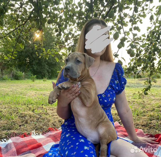 Американский булли