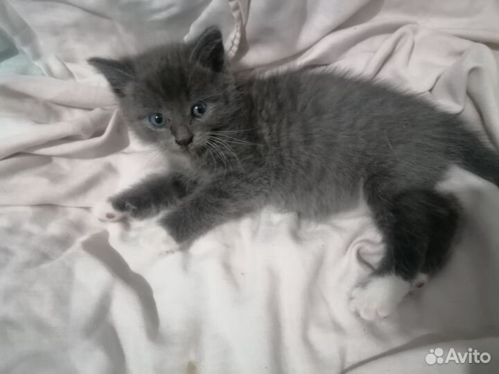 Отдам бесплатно