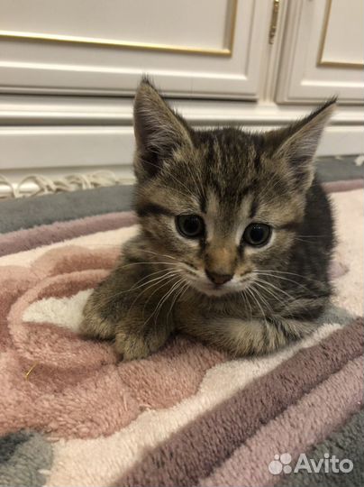 Котята. Листай. Бесплатно