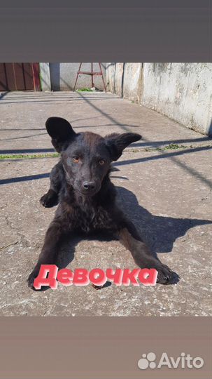 Собака в добрые руки отдам бесплатно
