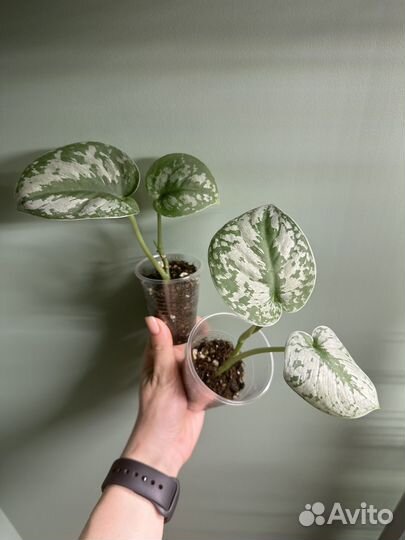 Сциндапсус, эпипремнум и др ампельные