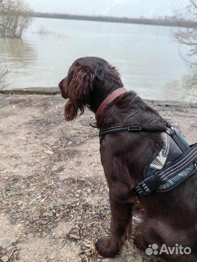 Продам собаку