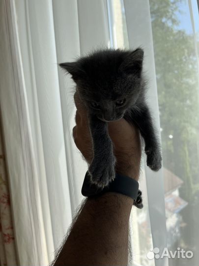 Котята-красавчики в добрые руки. Ровно месяц